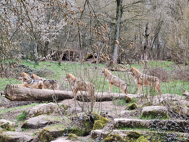 parc sainte croix loups gris