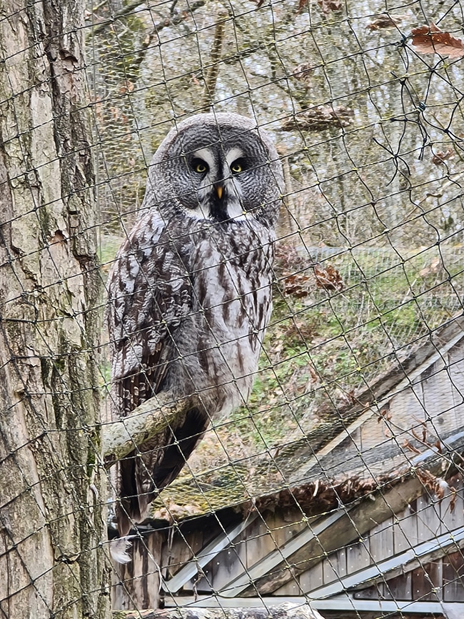 parc sainte croix visite avec guide animalier