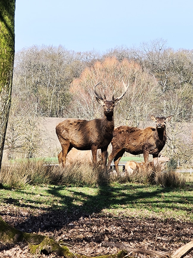 parc sainte croix animaux