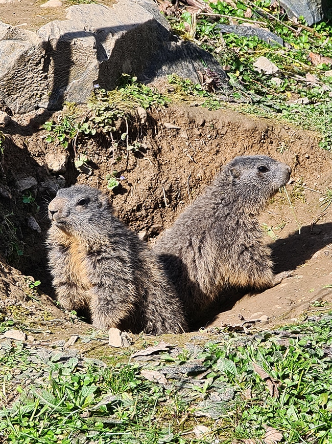 quels animaux au parc sainte croix