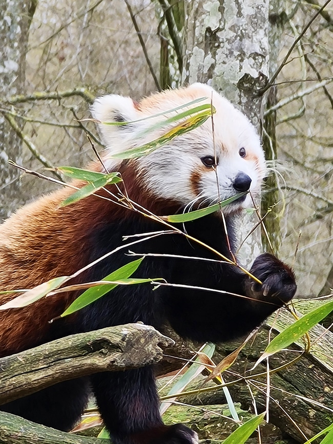 panda roux au parc animalier sainte croix