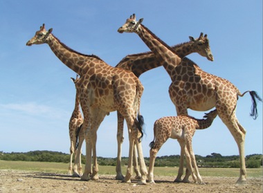 sigean girafes