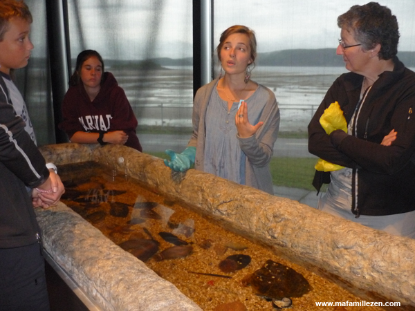 Musée du Fjord : bassin tactile raies et étoiles de mer