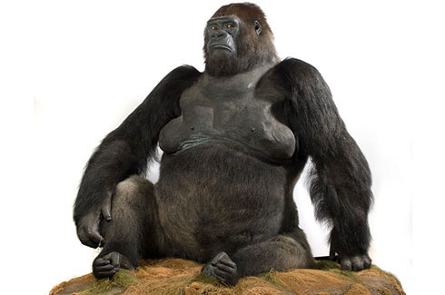 guy-the-gorilla