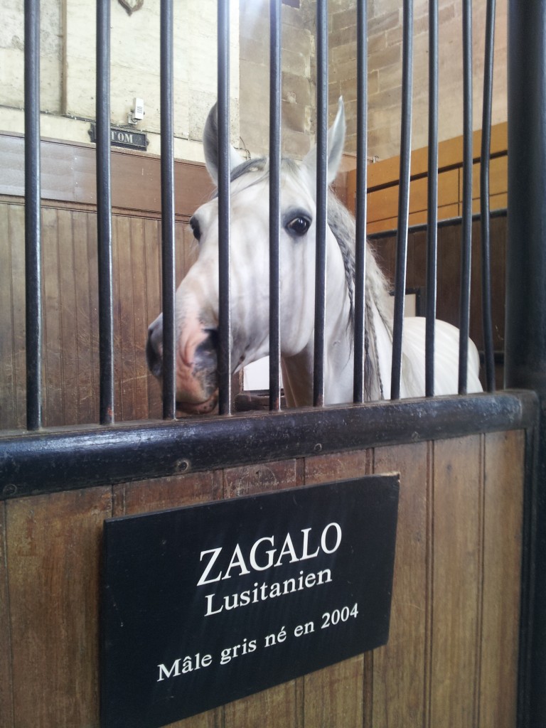 Zagalo dans son box au Musée Vivant du Cheval