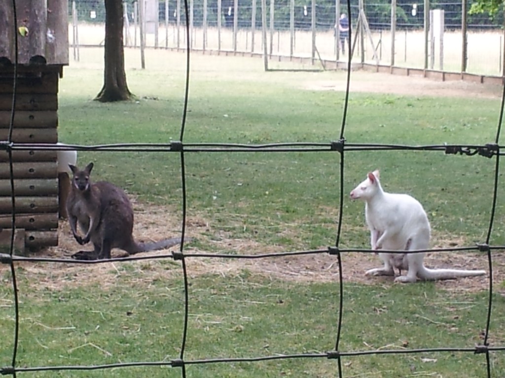 Kangourou albinos dans le parc du château de Chantilly