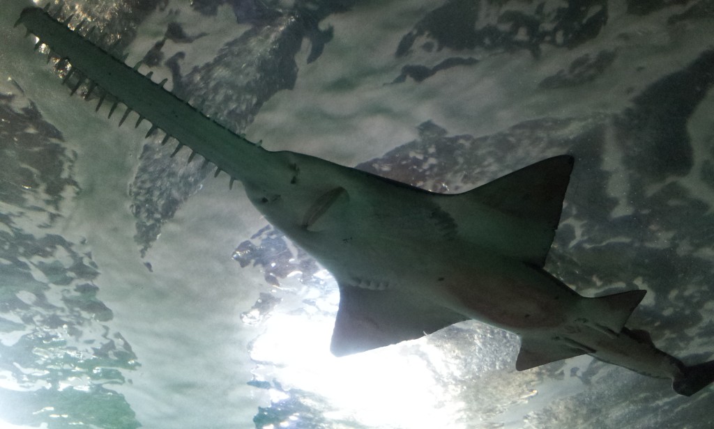 Aquarium de La Rochelle - Poisson-scie