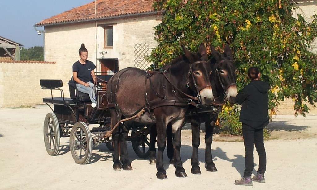 attelage de baudets du poitou