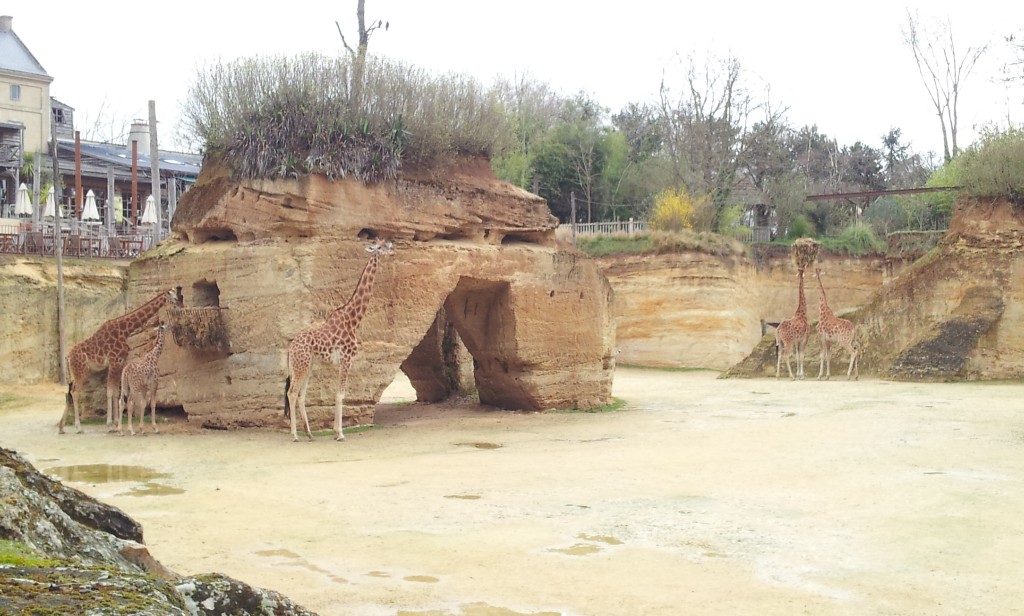 Zoo de Doué, enclos des girafes