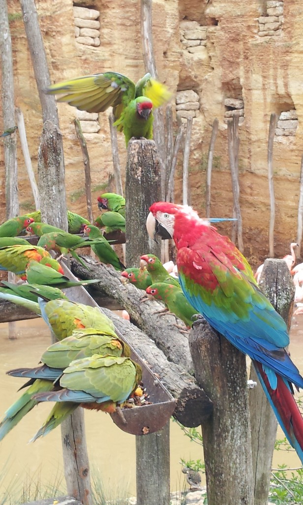 Zoo de Doué - volière