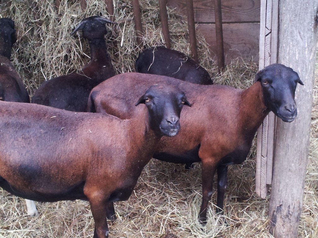 Moutons du Cameroun