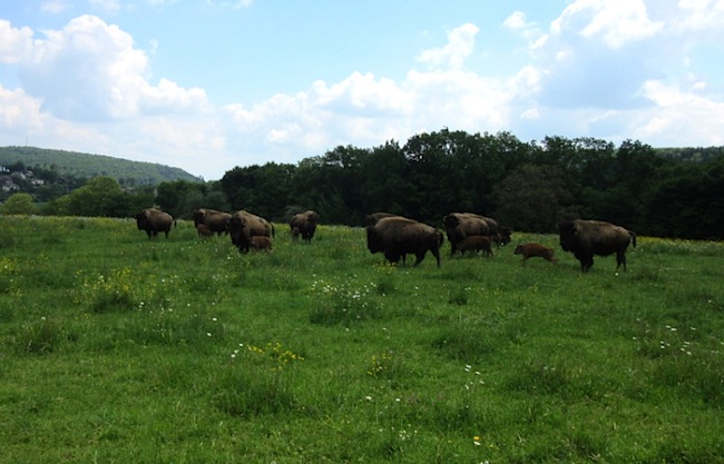 parc-de-bisons-de-boncourt-franche-comte Le parc de bisons de Boncourt