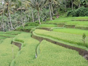 rizières à Bali