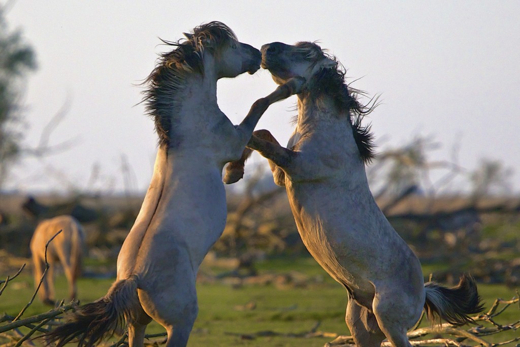 chevaux_Les_Saisons_le_film