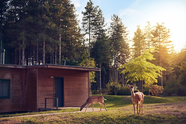center parcs avis bois aux daims 