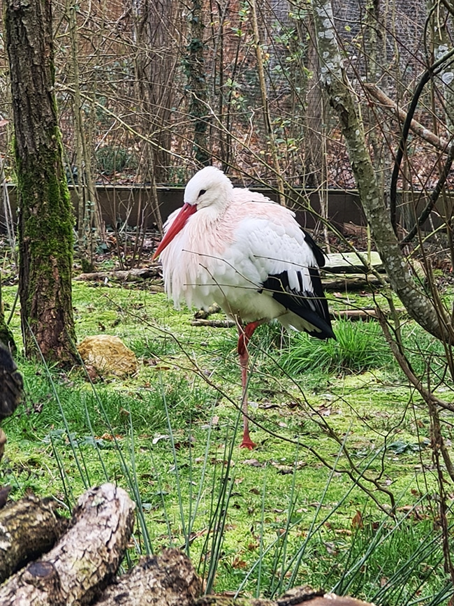 animations center parcs bois aux daims 