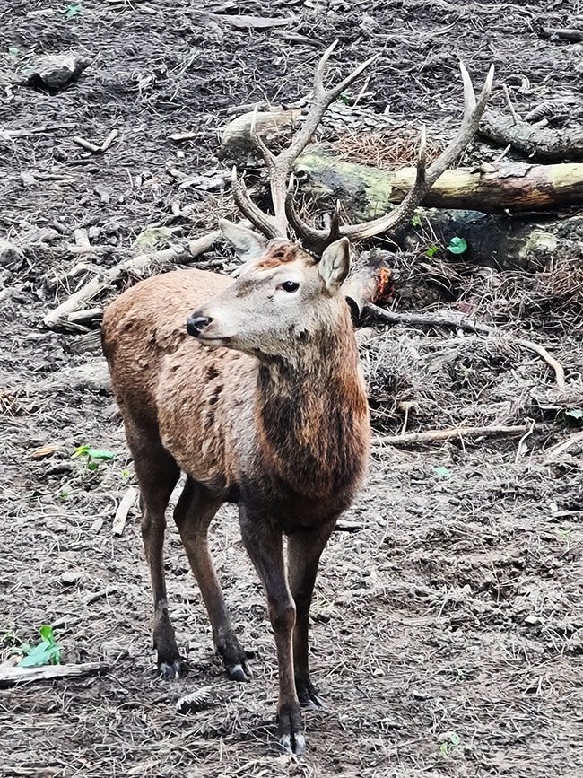 center parcs bois aux daims ani:maux