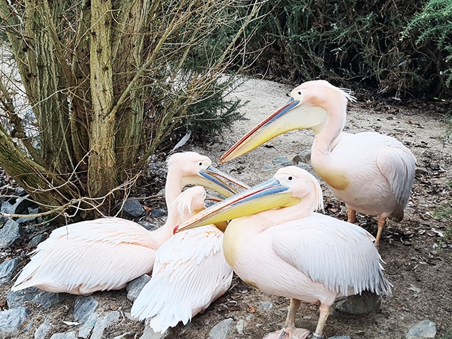 center parcs bois aux daims activité nourrissage des pélicans