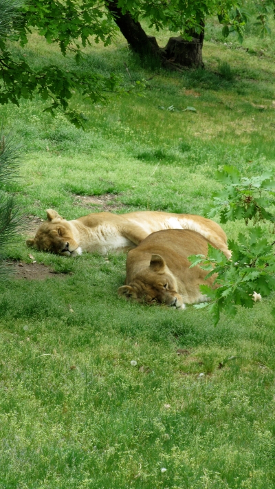 lions_parc_animalier_de_peaugres_ardeche