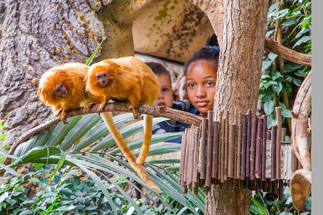 parc animalier ardèche peaugres