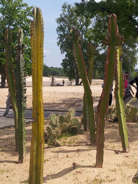 Mer_de_Sable_dunes_et_cactus