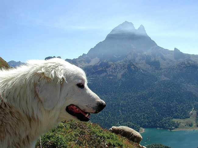 Pic_du_midi_Ossau_et_Patou_chien_des_pyrenees_CG64-JM Decompte