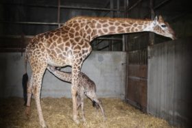 naissance d'un girafon à Planète Sauvage