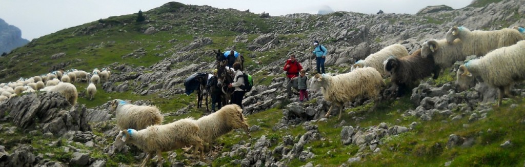 randonnée en famille à dos d'ânes au milieu des brebis en montagne