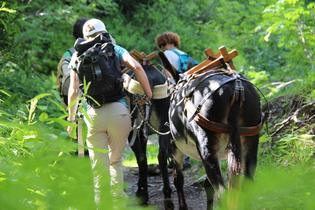 Randonnée en famille et en ânes à la montagne l'été