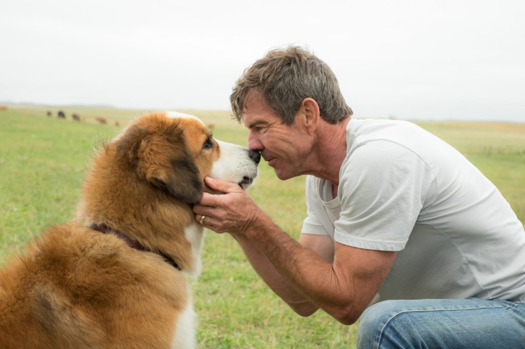 Mes vies de chien, Ethan adulte retrouve Bailey réincarné