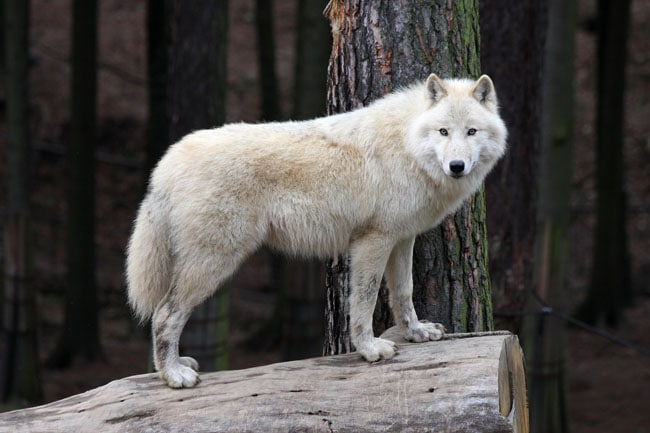 Loup blanc McKenzie