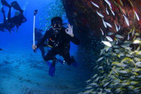 Métiers de la mer - Plongeur sous épave au milieu ban de poissons