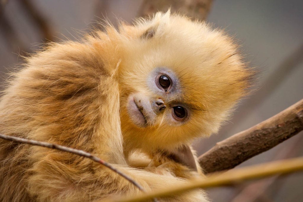 Tao Tao, petit singe doré dans Nés en Chine