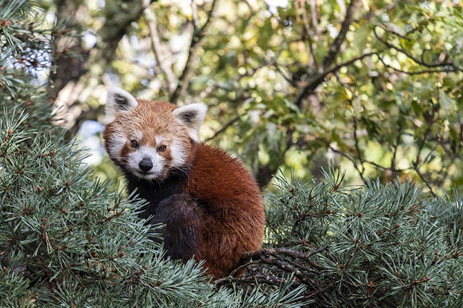 panda roux au Parc animalier d'auvergne