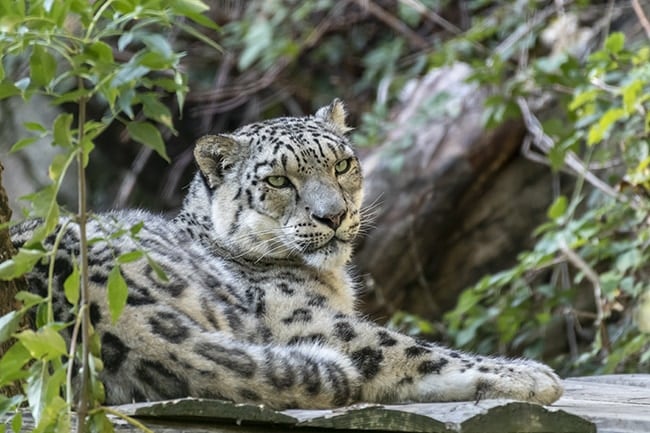 panthère d'amour au Parc animalier d'auvergne