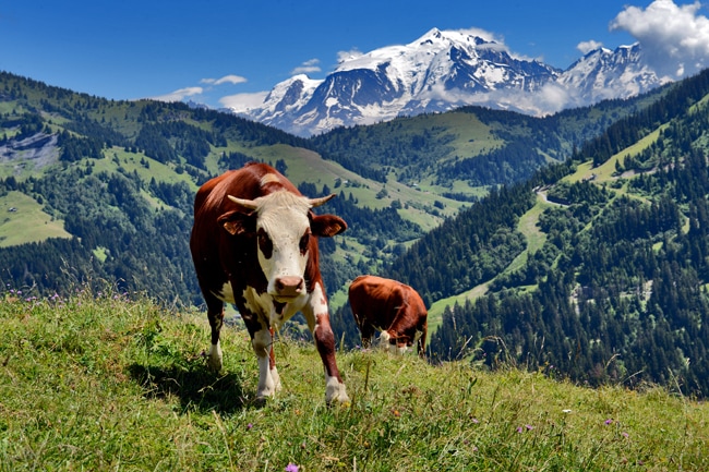 Val d'Arly, vue sur Mont-Blanc depuis alpages