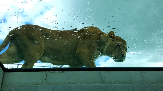 Lionne vue par en-dessous à travers plafond de verre au parc animalier d'Auvergne