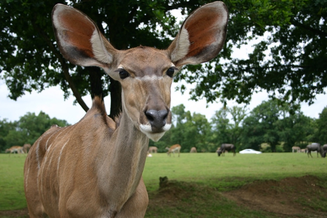 Hébergements insolites : dormir dans un parc animalier