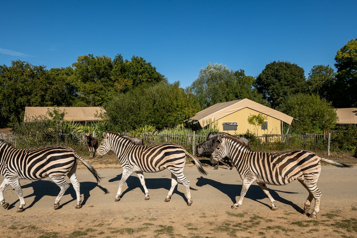 safari planète sauvage
