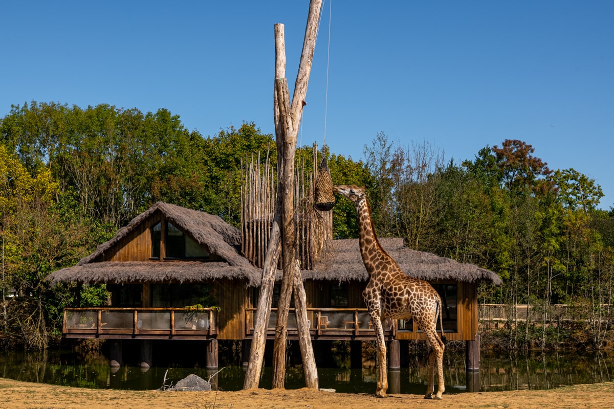 dormir au milieu des girafes en france
