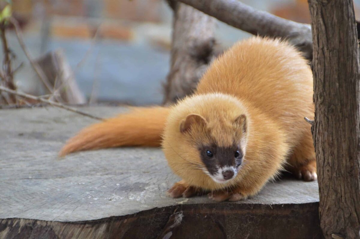 dormir au milieu des animaux occitanie