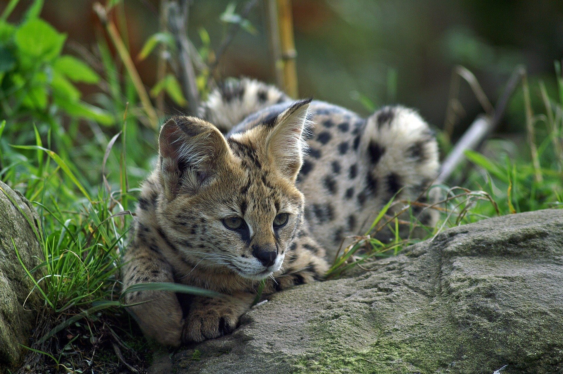 ou se situe le zoo de la flèche