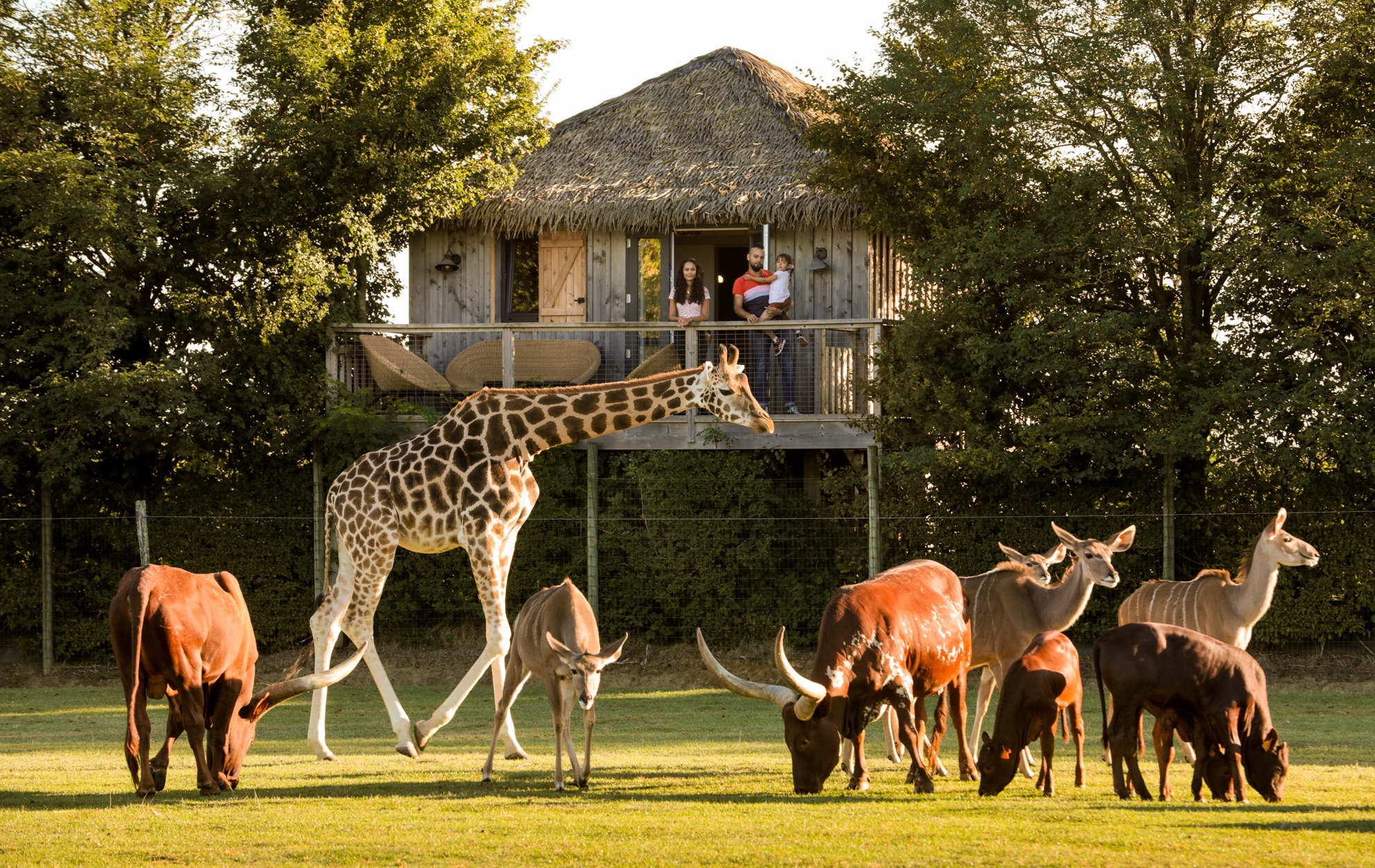 zoo de la boissiere du dore tarif lodge