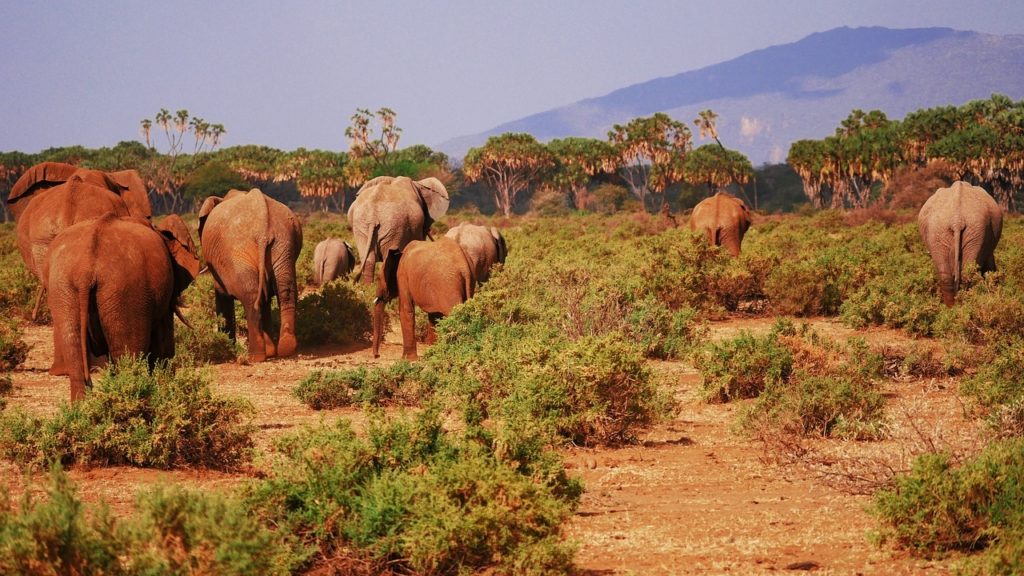 safari en famille au Kenya
