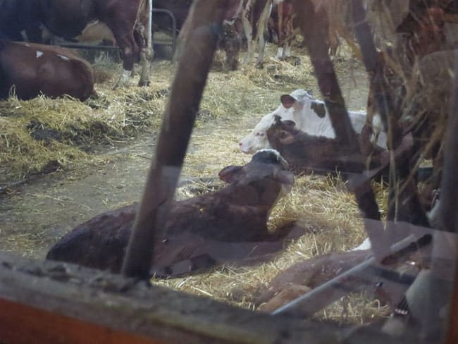 repas à la ferme à Samoëns