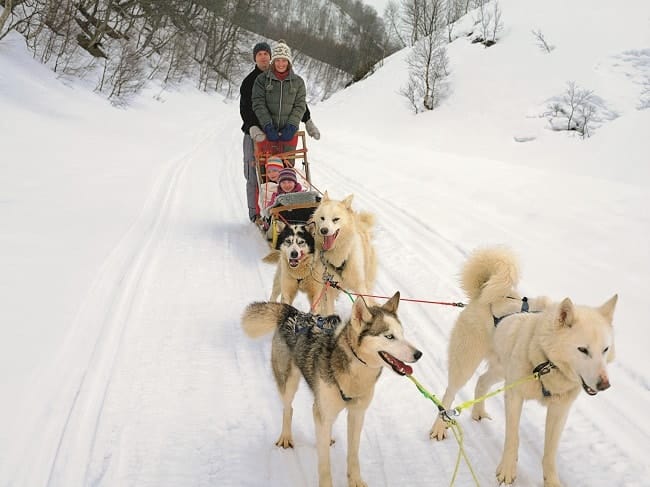 balade en famille en traineau à chiens