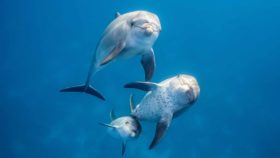Blue le jeune dauphin et sa maman
