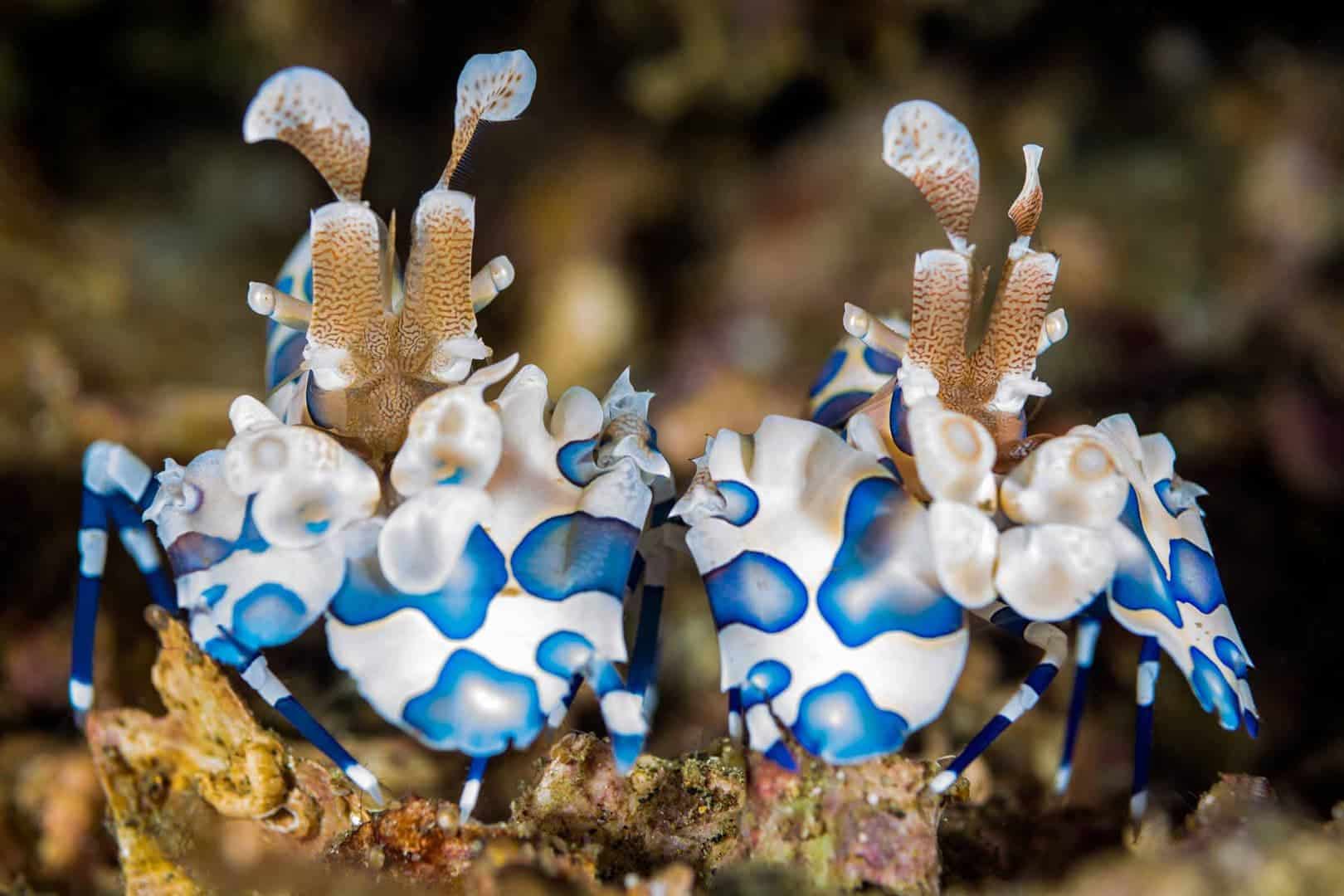 Blue Disneynature faune sous-marine