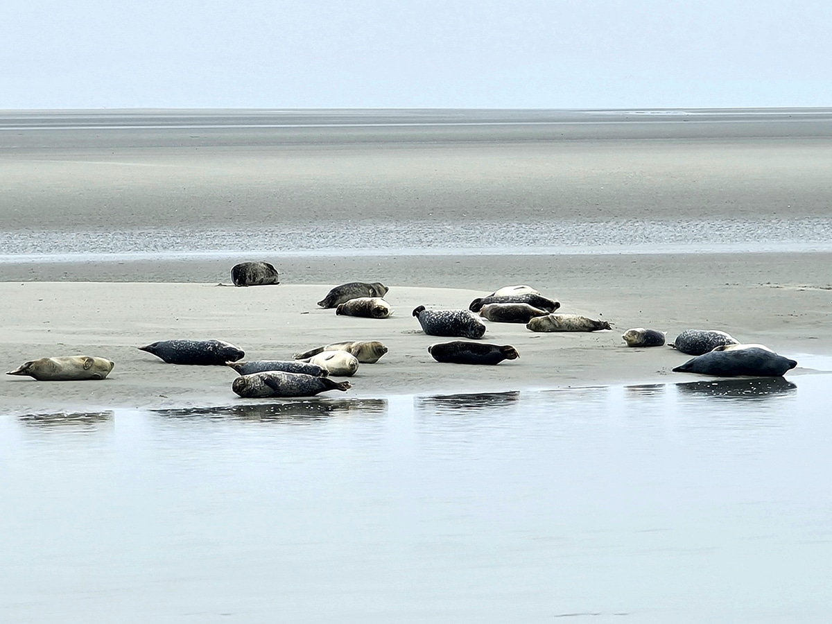 phoques baie d'authie berck