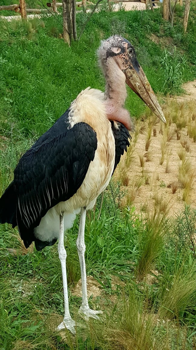 Le parc des oiseaux